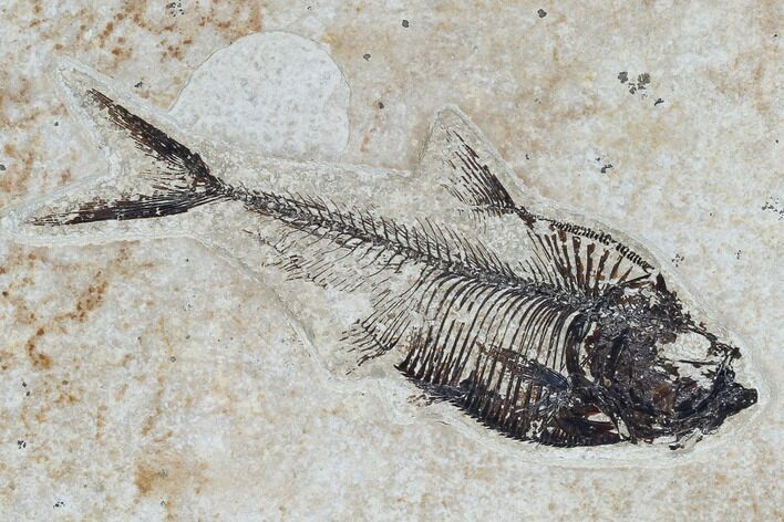 Fossil Fish (Diplomystus) - Green River Formation #115575